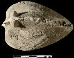 Attēlu rezultāti vaicājumam “Physarum bivalve sessile”