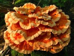 Attēlu rezultāti vaicājumam “Laetiporus sulphureus”