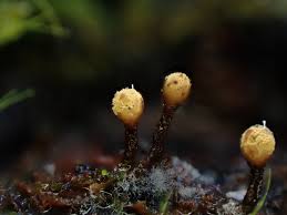 Attēlu rezultāti vaicājumam “Stemonaria irregularis stalked”