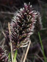 Attēlu rezultāti vaicājumam “Sesleria caerulea flower”