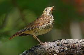 Image result for Hylocichla mustelina