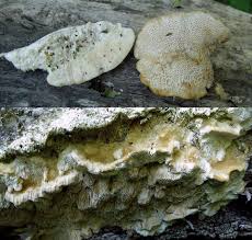 Attēlu rezultāti vaicājumam “Coriolopsis trogii”