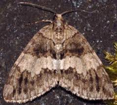 Attēlu rezultāti vaicājumam “Hydriomena impluviata”