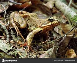 Attēlu rezultāti vaicājumam “Rana temporaria”
