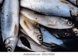 Image result for Crenimugil seheli