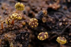 Attēlu rezultāti vaicājumam “Physarum viride var. aurantium spores”