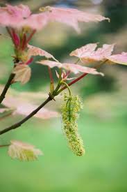 Attēlu rezultāti vaicājumam “Acer pseudoplatanus flower”