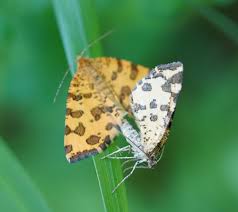 Attēlu rezultāti vaicājumam “Pseudopanthera macularia”
