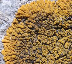 Attēlu rezultāti vaicājumam “Caloplaca scopularis”