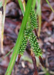 Attēlu rezultāti vaicājumam “Carex acuta fruit”