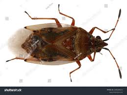 Attēlu rezultāti vaicājumam “Kleidocerys resedae”