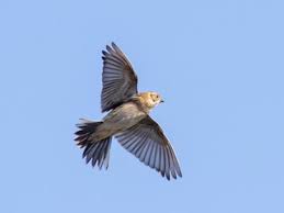 Image result for Calcarius lapponicus