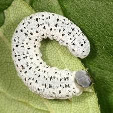 Attēlu rezultāti vaicājumam “Trichiosoma larva”