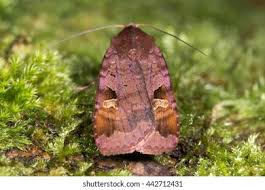 Attēlu rezultāti vaicājumam “Diarsia brunnea”