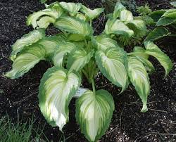 Image result for Hosta Warpaint