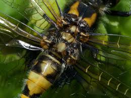 Attēlu rezultāti vaicājumam “Leucorrhinia rubicunda”