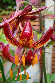 Image result for Lilium martagon `Arabian Night`