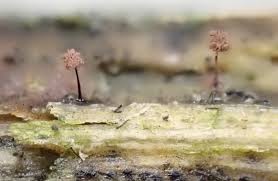 Attēlu rezultāti vaicājumam “Comatricha laxa young”