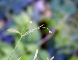 Attēlu rezultāti vaicājumam “Galium trifidum”