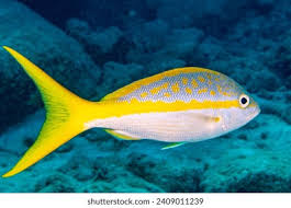 Image result for Ocyurus chrysurus