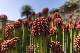 Attēlu rezultāti vaicājumam “Euphorbia palustris fruit”