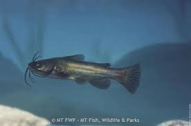 Image result for Ameiurus melas