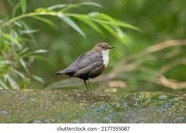 Attēlu rezultāti vaicājumam “Cinclus cinclus adult”