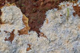 Attēlu rezultāti vaicājumam “Asterodon ferruginosus”