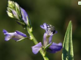 Attēlu rezultāti vaicājumam “Polygala comosa leaf”