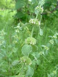 Image result for Marrubium vulgare