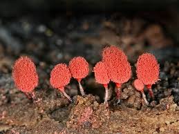 Attēlu rezultāti vaicājumam “Arcyria denudata macro”