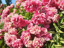 Attēlu rezultāti vaicājumam “Rosa villosa”