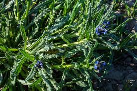 Attēlu rezultāti vaicājumam “Anchusa arvensis leaf”