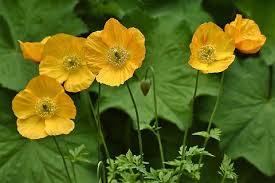 Image result for Meconopsis cambrica