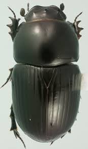 Attēlu rezultāti vaicājumam “Scarabaeidae”