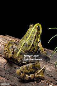 Attēlu rezultāti vaicājumam “Pelophylax adult”