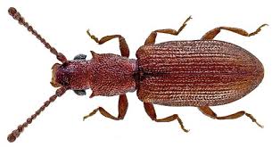 Attēlu rezultāti vaicājumam “Cucujidae”