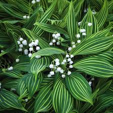 Attēlu rezultāti vaicājumam “Convallaria majalis leaf”