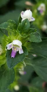 Attēlu rezultāti vaicājumam “Galeopsis bifida flower”