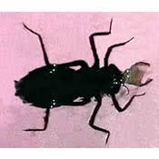 Attēlu rezultāti vaicājumam “Cordulidae”