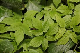 Attēlu rezultāti vaicājumam “Aegopodium podagraria leaf”