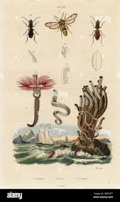 Attēlu rezultāti vaicājumam “Gulielmina vermicularis”