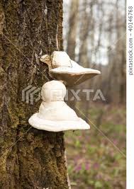 Attēlu rezultāti vaicājumam “Piptoporus betulinus”