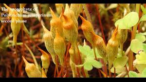 Attēlu rezultāti vaicājumam “Polytrichum juniperinum sporophyte”
