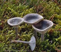 Attēlu rezultāti vaicājumam “Cantharellula umbonata”