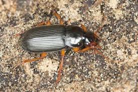 Attēlu rezultāti vaicājumam “Pseudoophonus rufipes”