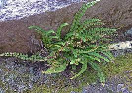Attēlu rezultāti vaicājumam “Asplenium trichomanes”
