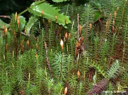 Attēlu rezultāti vaicājumam “Polytrichum commune var. perigoniale”