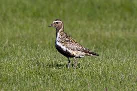 Attēlu rezultāti vaicājumam “Pluvialis apricaria”