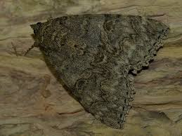 Attēlu rezultāti vaicājumam “Catocala nupta”